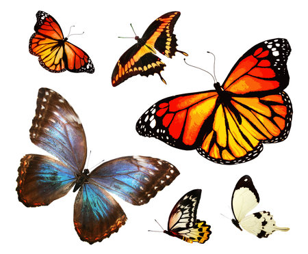 Color butterflies as set, isolated on white backgroundの写真素材