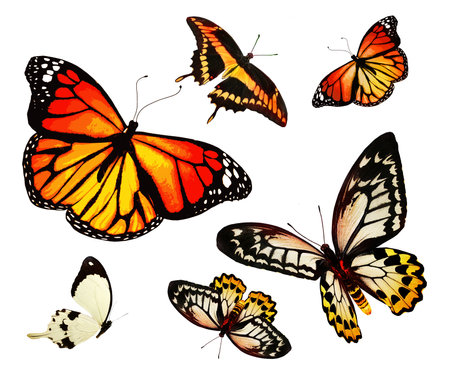 Color butterflies as set, isolated on white backgroundの写真素材