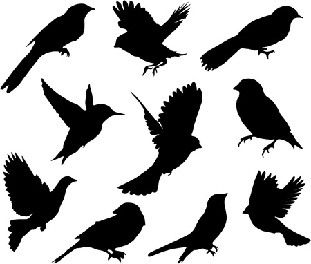 Set Birds.Vectorのイラスト素材