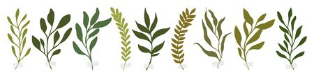 Vector botanic illustrations. Botanical clipart. Set of Green branches. Floral Herb Design elements. Perfect for wedding invitations, greeting cards, blogs, posters and more. Green watercolor branchesのイラスト素材