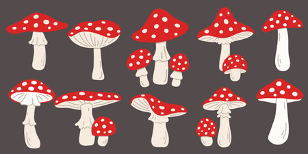 Hand drawn Agaric Mushrooms. Amanita Muscariaのイラスト素材