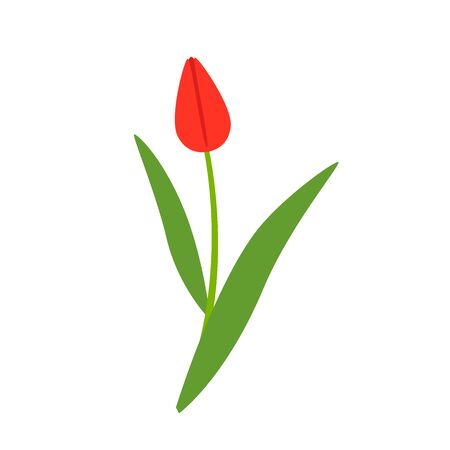 Red blooming flower tulip isolated on a white background. Vector illustration.のイラスト素材
