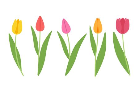 Colored tulips on a white background. Colorful flowers for your design.のイラスト素材