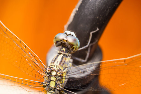 dragonfly in city