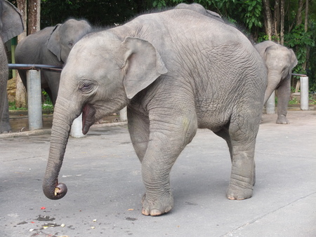 Asian baby elephant eat fruitの写真素材