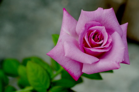 pink roseの写真素材