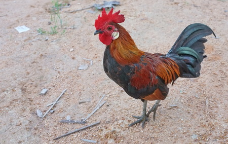 bantam thai chickenの写真素材