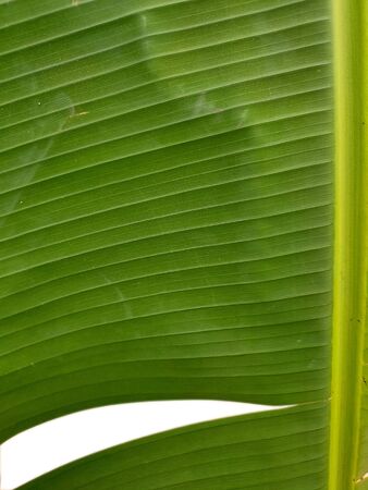 Close up banana leaf pattern.The stripes of green foliage with path for selection.の写真素材