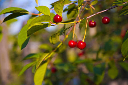 Cherry-tree with some cherriesの写真素材
