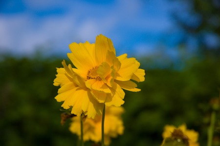 Yellow flower under blue skyの写真素材