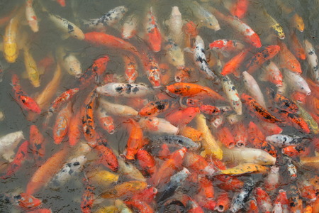 Koi fish in the pond of parkの写真素材