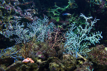 Coralの写真素材