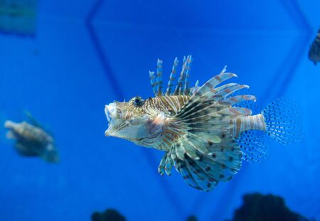 lionfishの写真素材