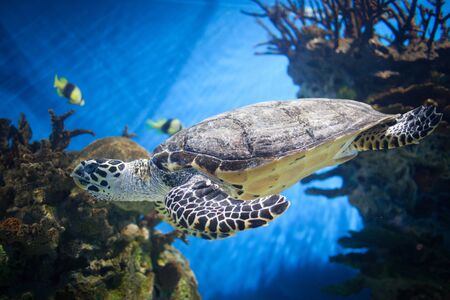 Sea turtleの写真素材
