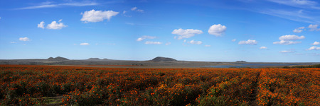 Marigold flowersの写真素材