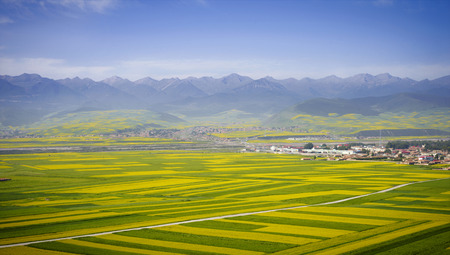 Canola flower fieldの写真素材