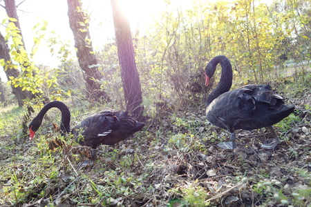 Black Swanの写真素材