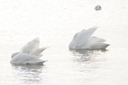 Two swansの写真素材
