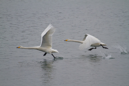 Swan ready to take offの写真素材
