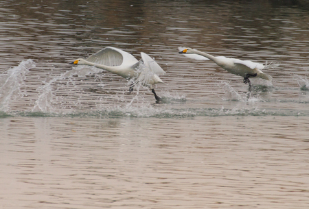 Swan ready to take offの写真素材