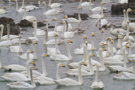 A group of swansの写真素材