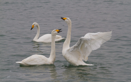 Swanの写真素材