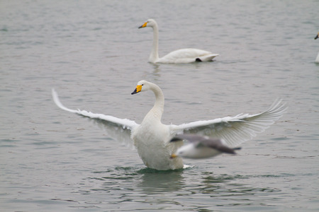 Swan wingsの写真素材