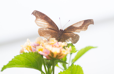 Butterflyの写真素材