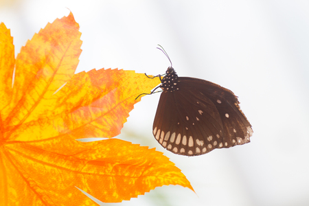 Butterflyの写真素材