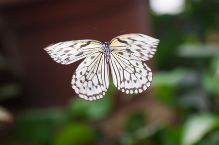 Butterflyの写真素材