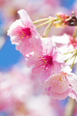 Cherry blossomsの写真素材