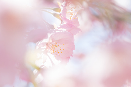 Cherry blossoms