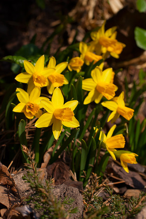 Group of yellow narcissus or daffodils outdoorの写真素材