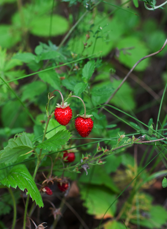 Wild strawberry bush with ripe berries and green leafs close-up, forest on backgroundの写真素材
