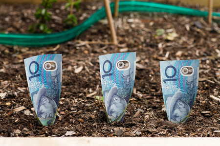 Planting Australian money $10 in Garden Bedの写真素材