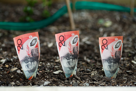Planting Australian money $20 in Garden Bedの写真素材