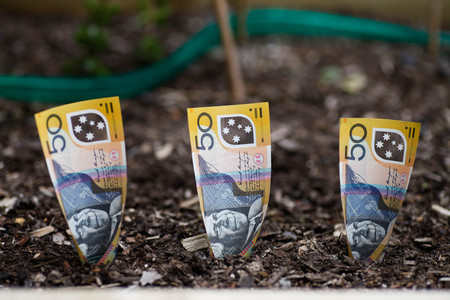Planting Australian money $50 in Garden Bedの写真素材