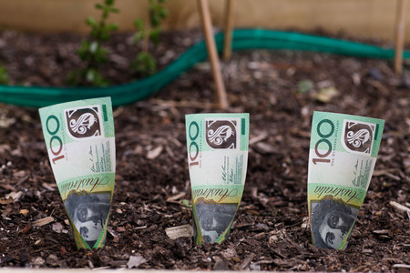 Planting Australian money $100 in Garden Bedの写真素材