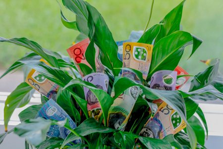 Range of Australian note money growing and flowering out of an indoor plantの写真素材