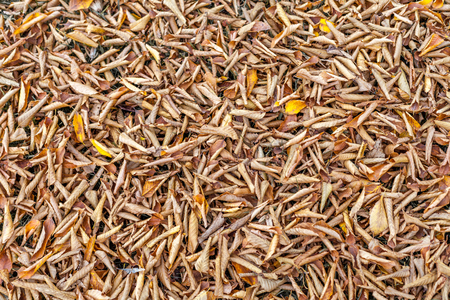 Fallen autumn leaves in seasonal colorsの写真素材