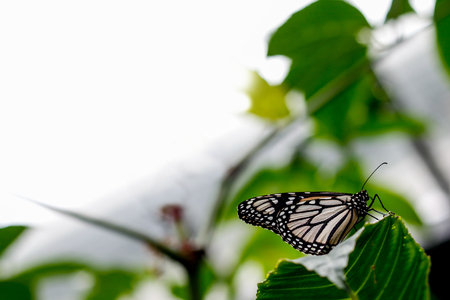 A White Monarch Butterfly Resting on a Leafの写真素材
