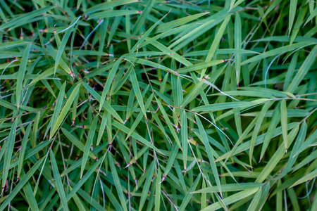 Young Green Bamboo Leavesの写真素材