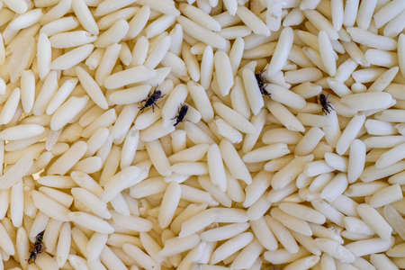 Weevils on grains of riceの写真素材