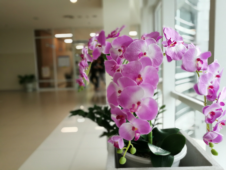 Purple orchids, Violet orchids. Orchid is queen of flowers in building Thailandの写真素材