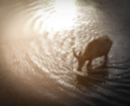 blurred top view buffalo walking in the waterの写真素材