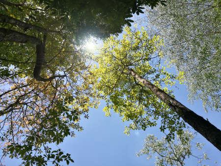 Beautiful tree in forest on blue sky backgroundの写真素材