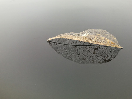 Dry leaf detail texture in front to light color backgroundの写真素材