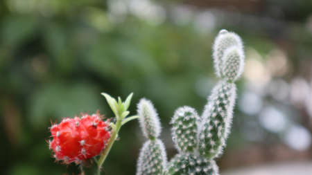 red cactus and green cactus and leaf on blur backgroundの写真素材
