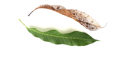 Dry leaf Mango  and green Mango isolated on white backgroundの写真素材