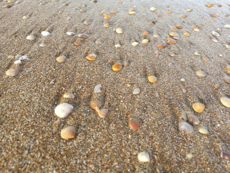Blurred seaside beach with yellow sand and white corals and shells backgroundの写真素材